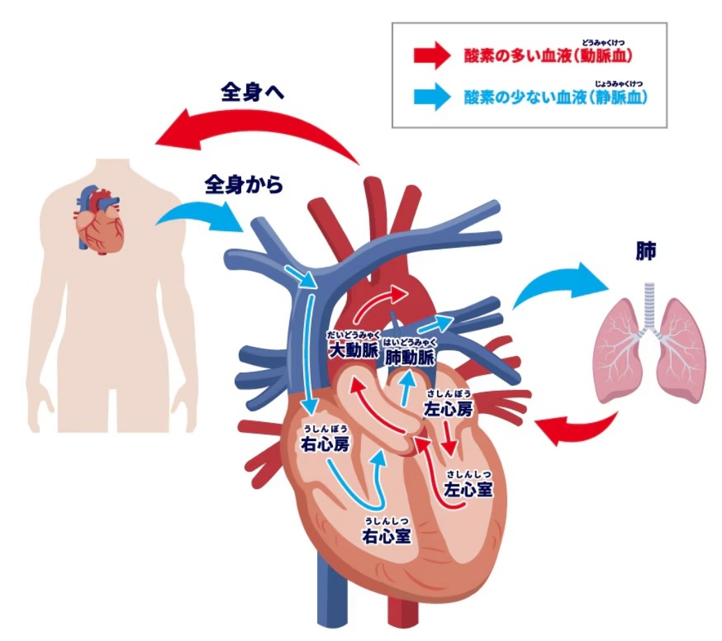 心臓のしくみと働き